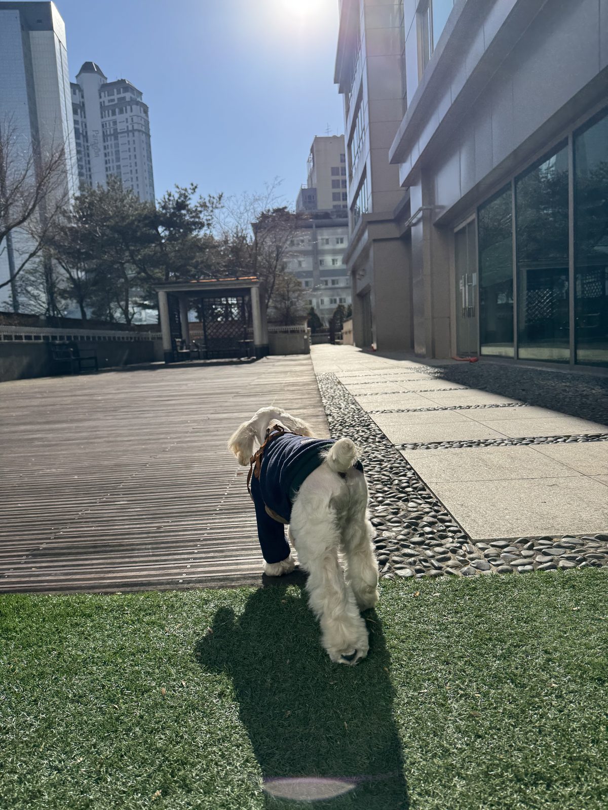 Morning walk